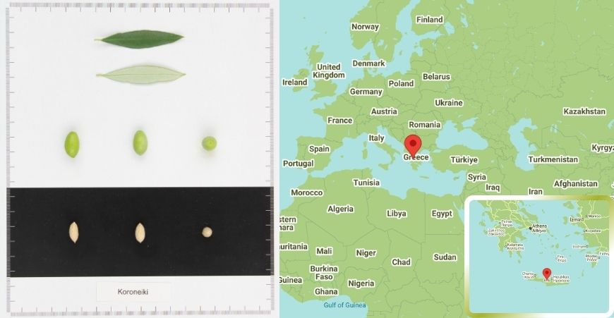 Mapa rozšírenia odrody Koroneiki vo svete a v Grécku